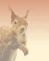 a photo of a squirrel with a crimson background